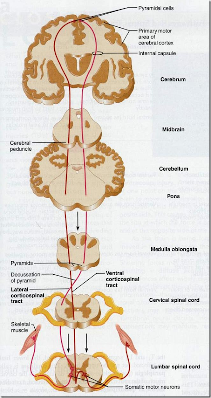 Ascending & Descending tracts of spinal cord | Medical School Lecture